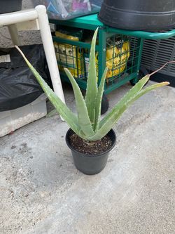 Agave