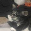 Janet