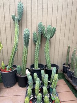 Blue Myrtle Cacti