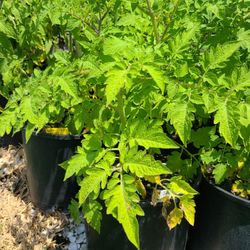 Tomato Plants With Multiple Blossoms 