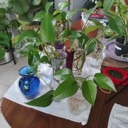 Esquejes De Teléfonos Ya Tienen Raíz Listos Para Plantarse En Tierra