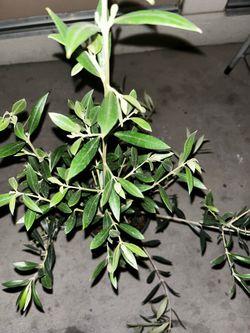 Olive tree