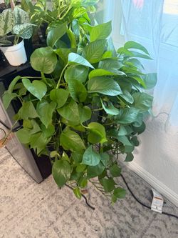 Pothos