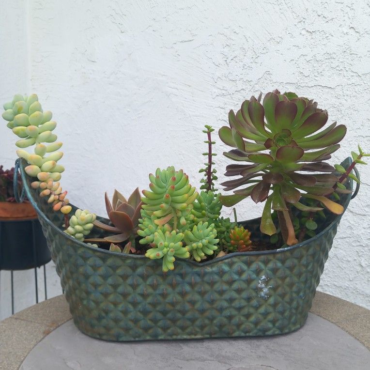Succulent