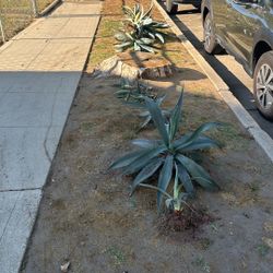 Free Century Agave Plants