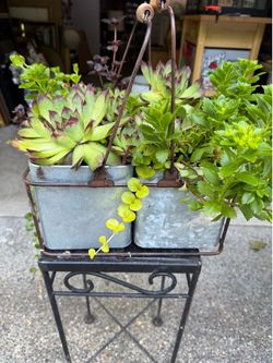 Galvanized containers with succulents