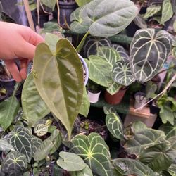 Anthurium Blue Pap X Aos