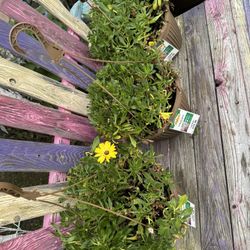African Daisy