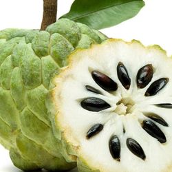 Sugar Apple Fully Grown Starter Plant In 2 Gallon Pot