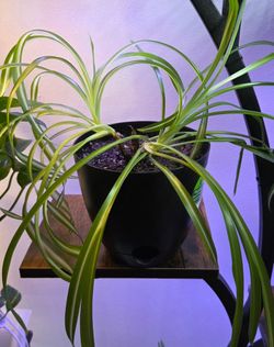 Spider Plant (Chlorophytum comosum). Easy Care. Or Trade In With Another Plant. Aquatic, good for aquarium