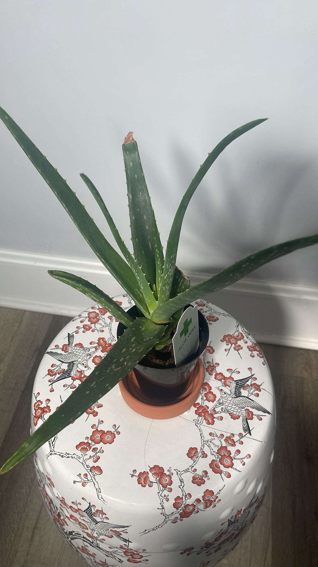 Small, Healthy Aloe Vera Plant (Medicinal)
