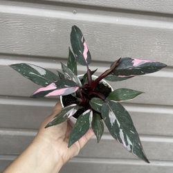 4” pink princess philodendron