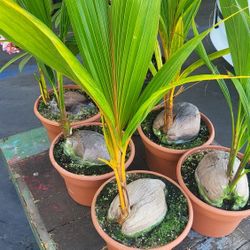 Hawaiian Sprouted Coconut Palm Tree Aloha 