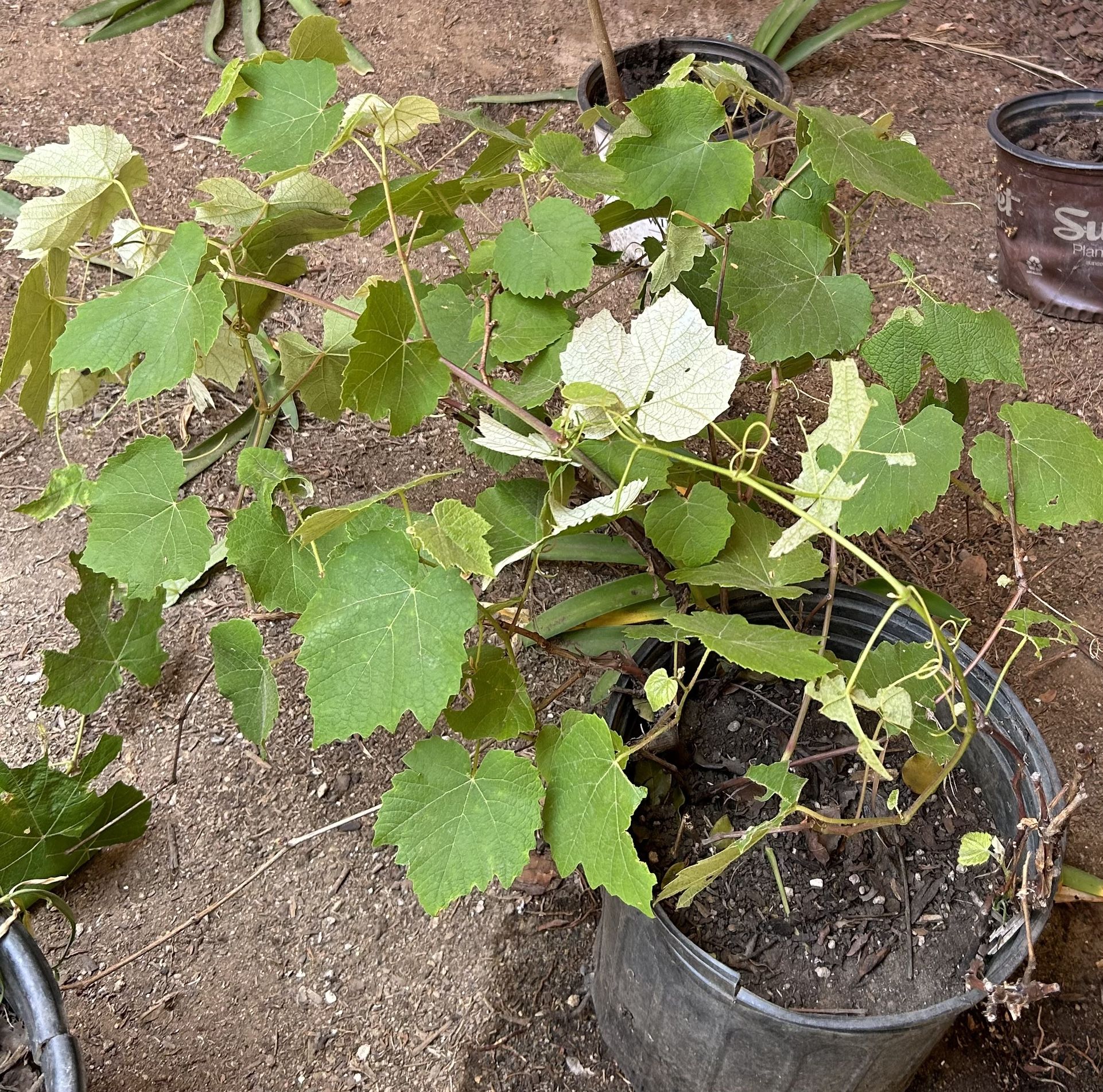 Organic Grape Plant