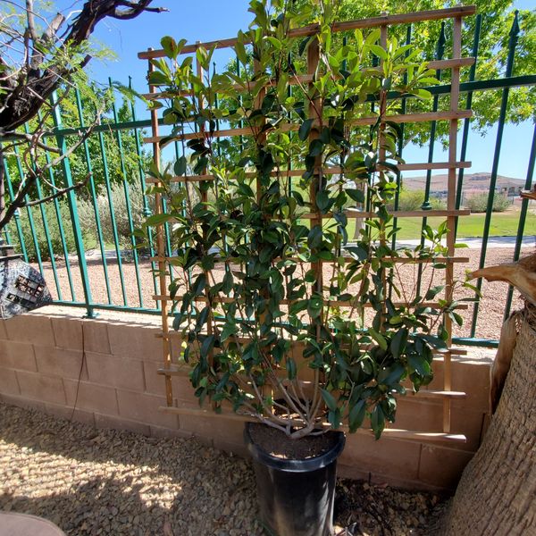 Healthy 15 gallon Red Tip Photinia for Sale in Las Vegas, NV - OfferUp