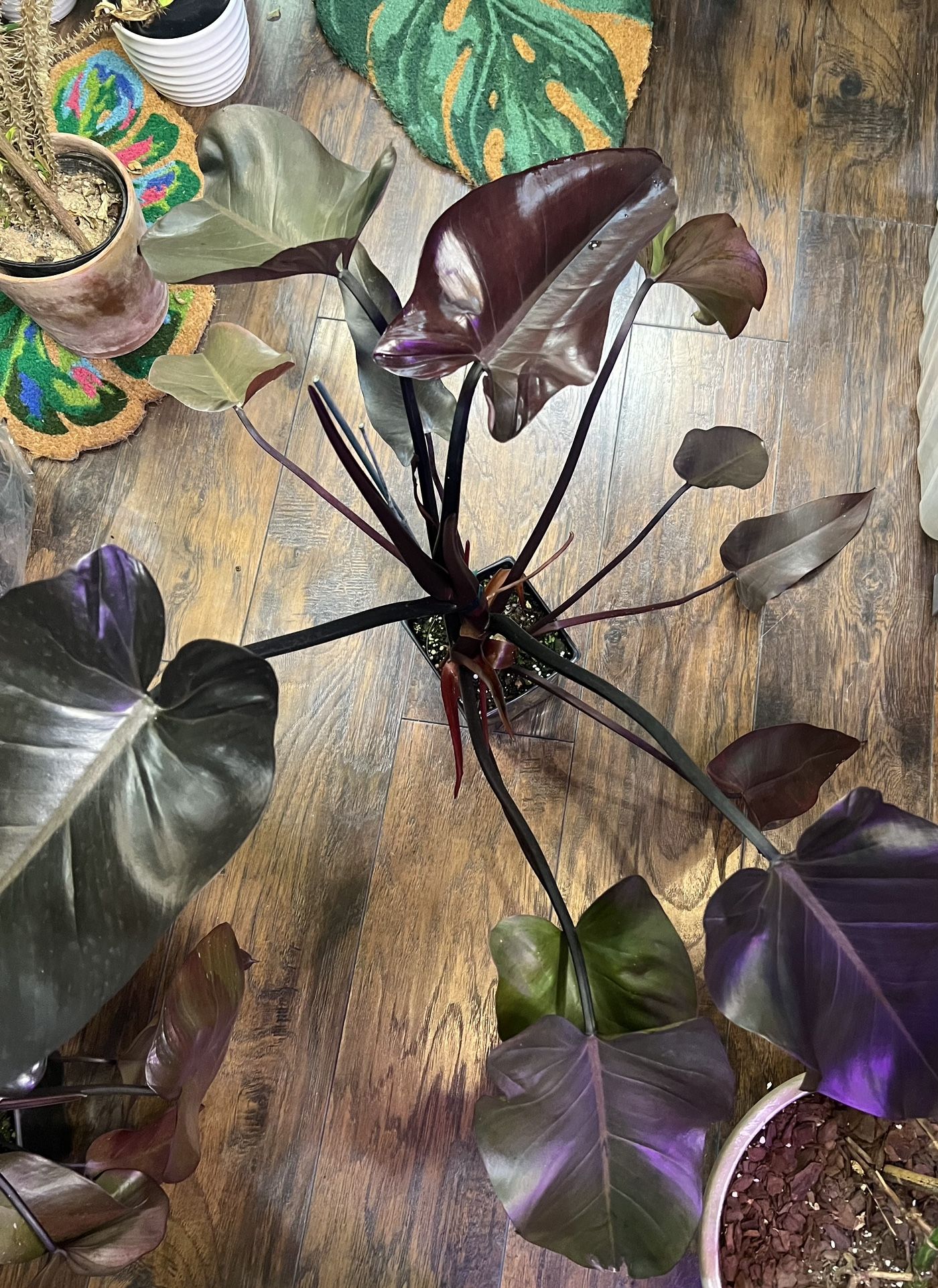 Large Philodendron Zulu Princess Plant