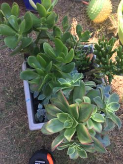 Assorted plants