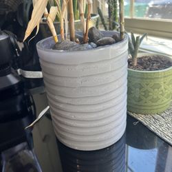 Bamboo Plant And Pot 