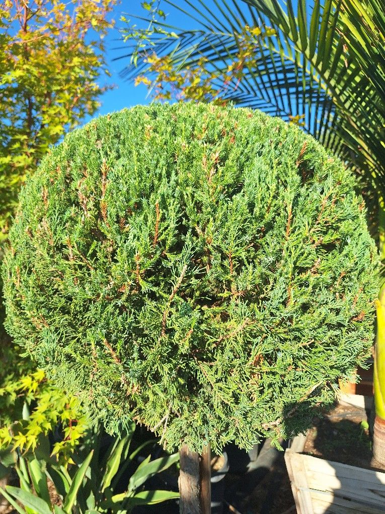Topiary
