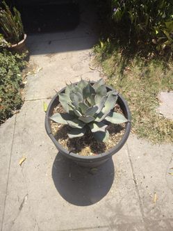 Artichoke a gummy plant