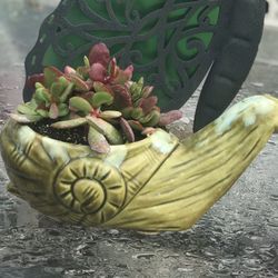 $10 Succulent In heavy Snail pot