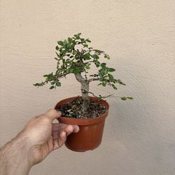 Bonsai