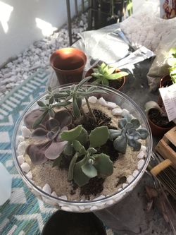Succulent terrarium