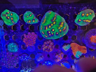 Plastic zoas