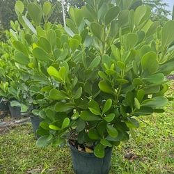 clusias and podocarpus  huge big sides  available staring  $ 25 Instant Privacy Hedge For Fence