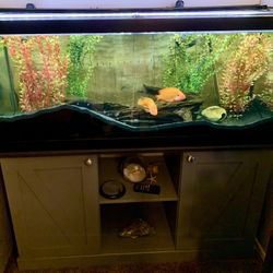 75 Gallon Aquarium Fish Tank with Gray Stand