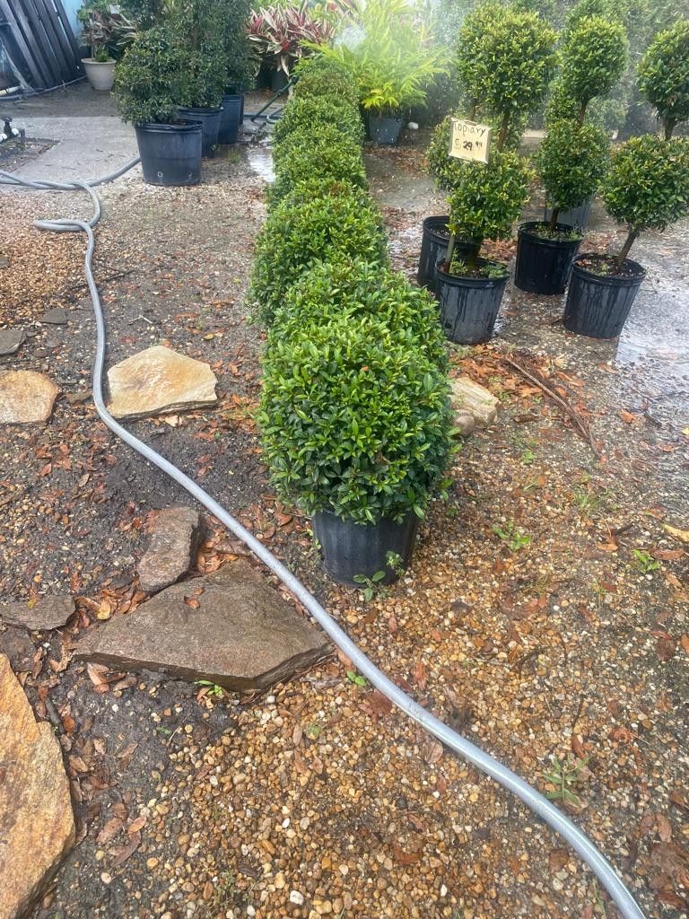 Topiary