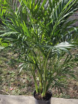Cat Palm 3 Gallons Pot Live Plants 