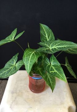 In n outdoor nice plant