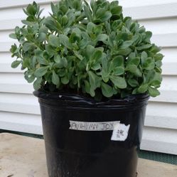 Autumn Joy Sedum 