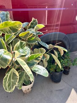 Variegated Rubber Plant with Miniature Ros