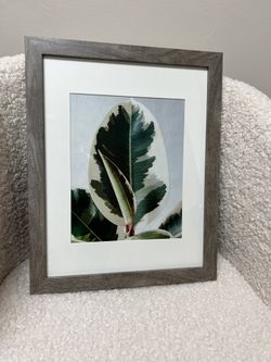 Framed plant print 
