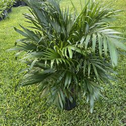 CAT PALM (Brings Accent, Beauty, Elegance to your Home or Office)