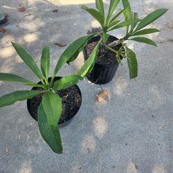 Plumeria Potted x1