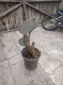 Ritz Cactus plant