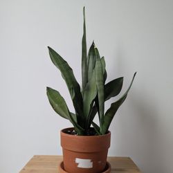 Medium Sansevieria Moonshine