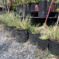 Japanese Sweet flag (variegated ) 