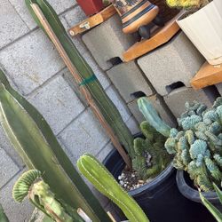 Mexican Fence Prost Created 