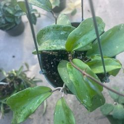 Hoya Rigida Plant