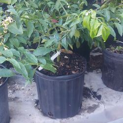 Citrus Trees
