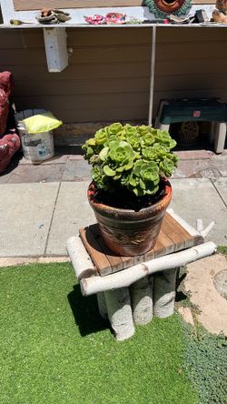 Succulent plants w/planter