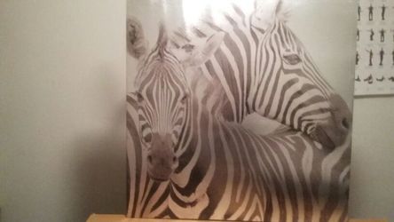 Zebras picture