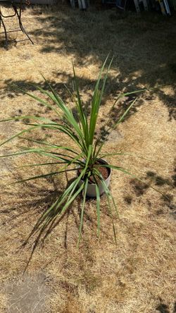 Large spike dracaena in 10”plastic decorator pot