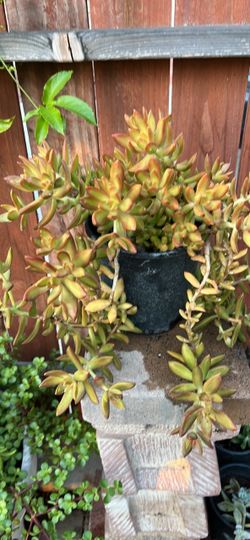 Mixed Succulent Bowl / Planter (Low Maintenance)