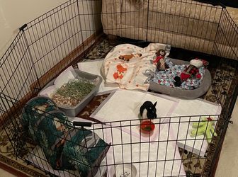 Cage/ fencing for animals