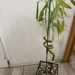 Lucky Bamboo In Pot